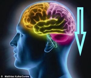 File:Brain level-down.jpg