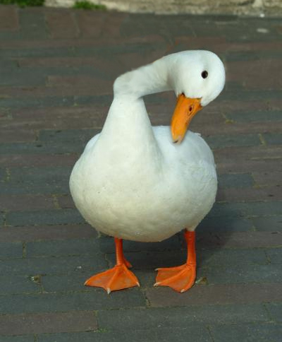 File:Cwcduck1.jpg
