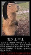 水豚化的李炳谦